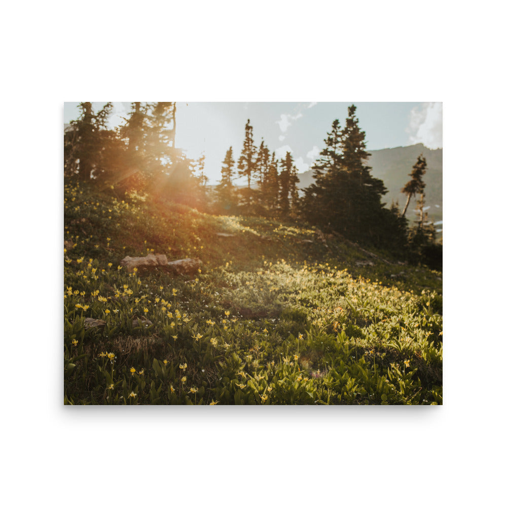 Alpine Daffodils