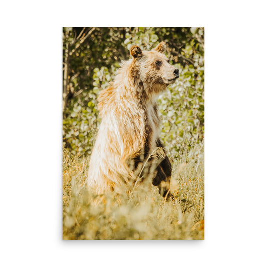 Hungry Bear