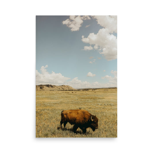 Water Buffalo