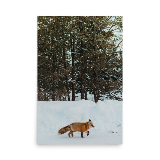For Fox Sakes